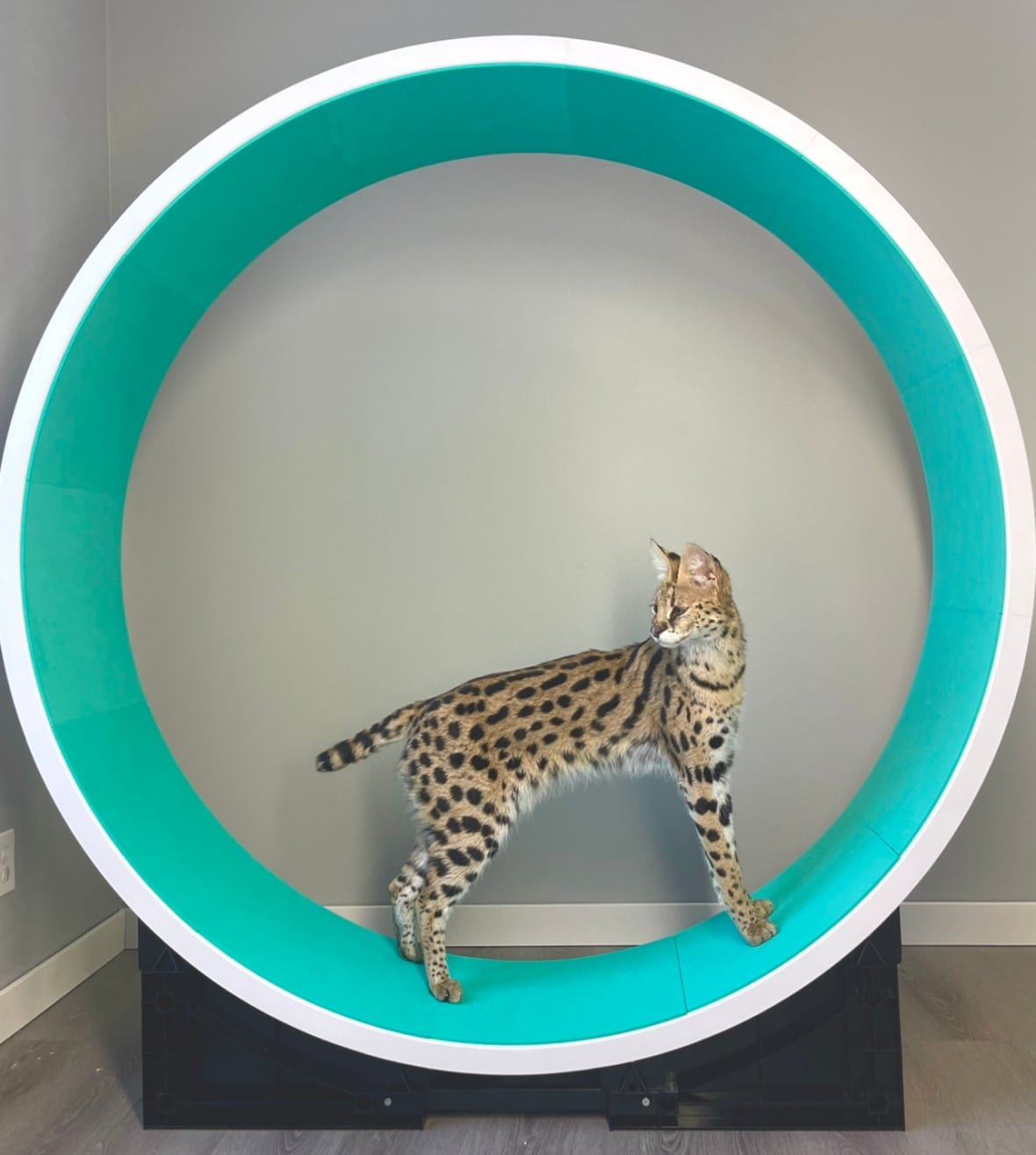 serval-uzi-1 A large cat stands on the inside of a large wheel.