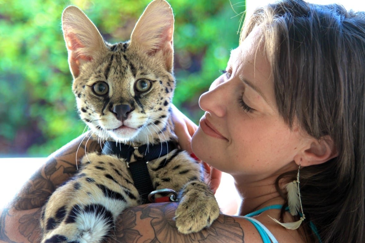 serval A woman holds a serval cat.