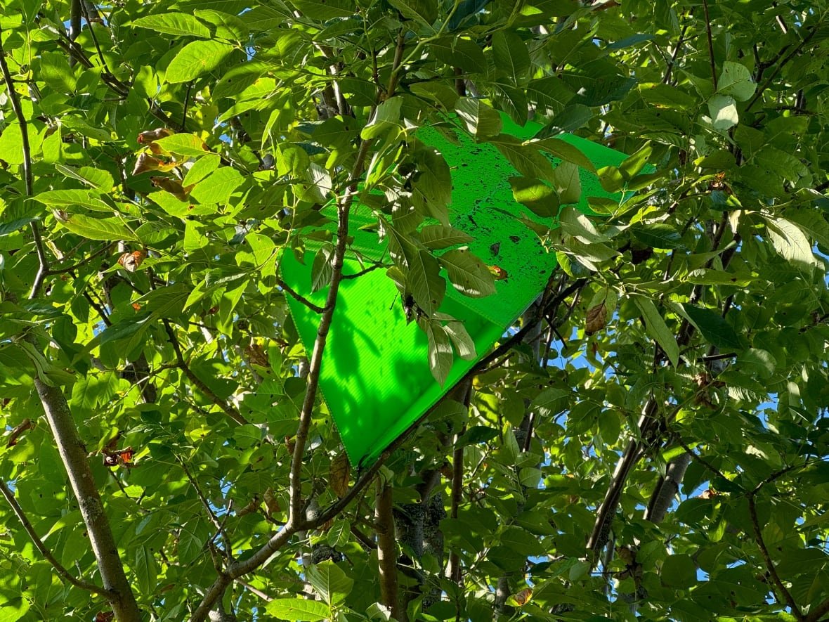 tree-trap An emerald ash borer trap in a tree.