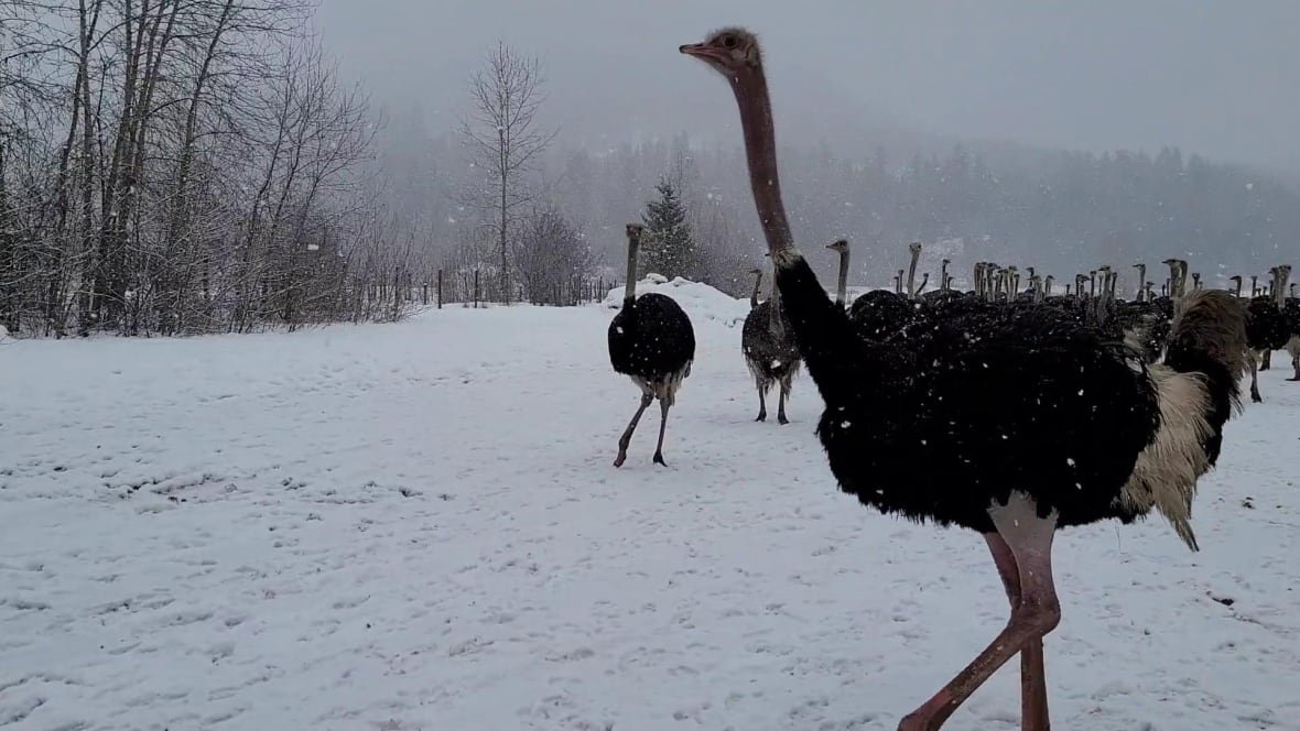 universal-ostrich-farm-edgewater A herd of ostriches is seen in a snowy field.