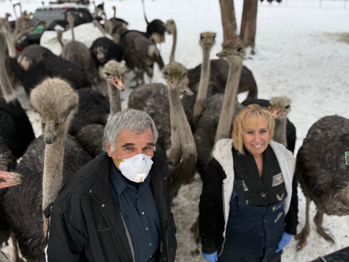universal-ostrich Two people wearing masks stand outside with ostriches.