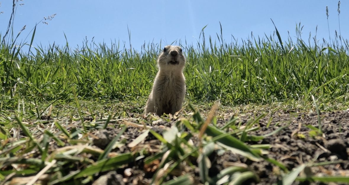 A gopher peaks out of it's hole.