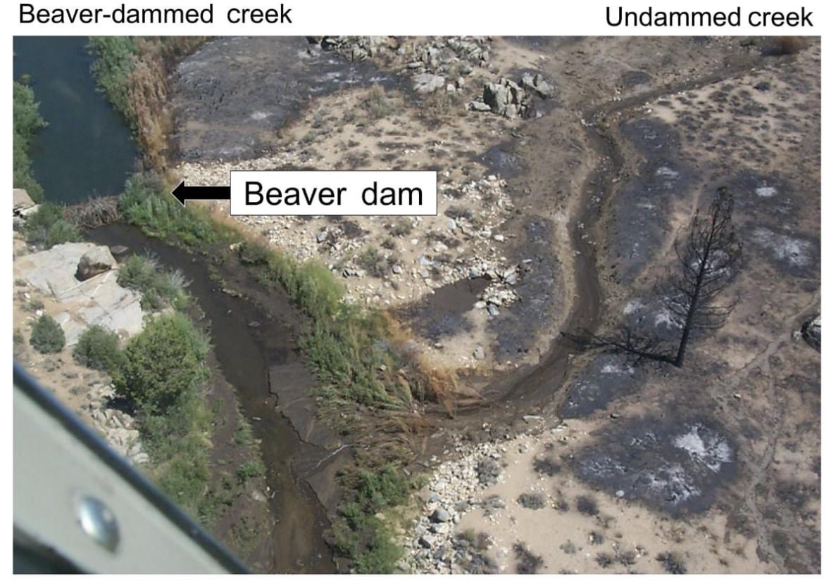 beaver-dam-fire A comparison image showing a burned area juxtaposed with an unburned area protected by a beaver dam