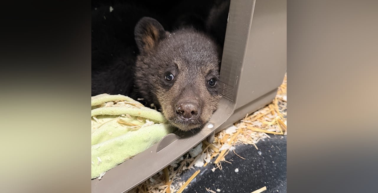 default-92 an adorable black bear cub with lighter brown around its nose is seen looking out from and enclosure