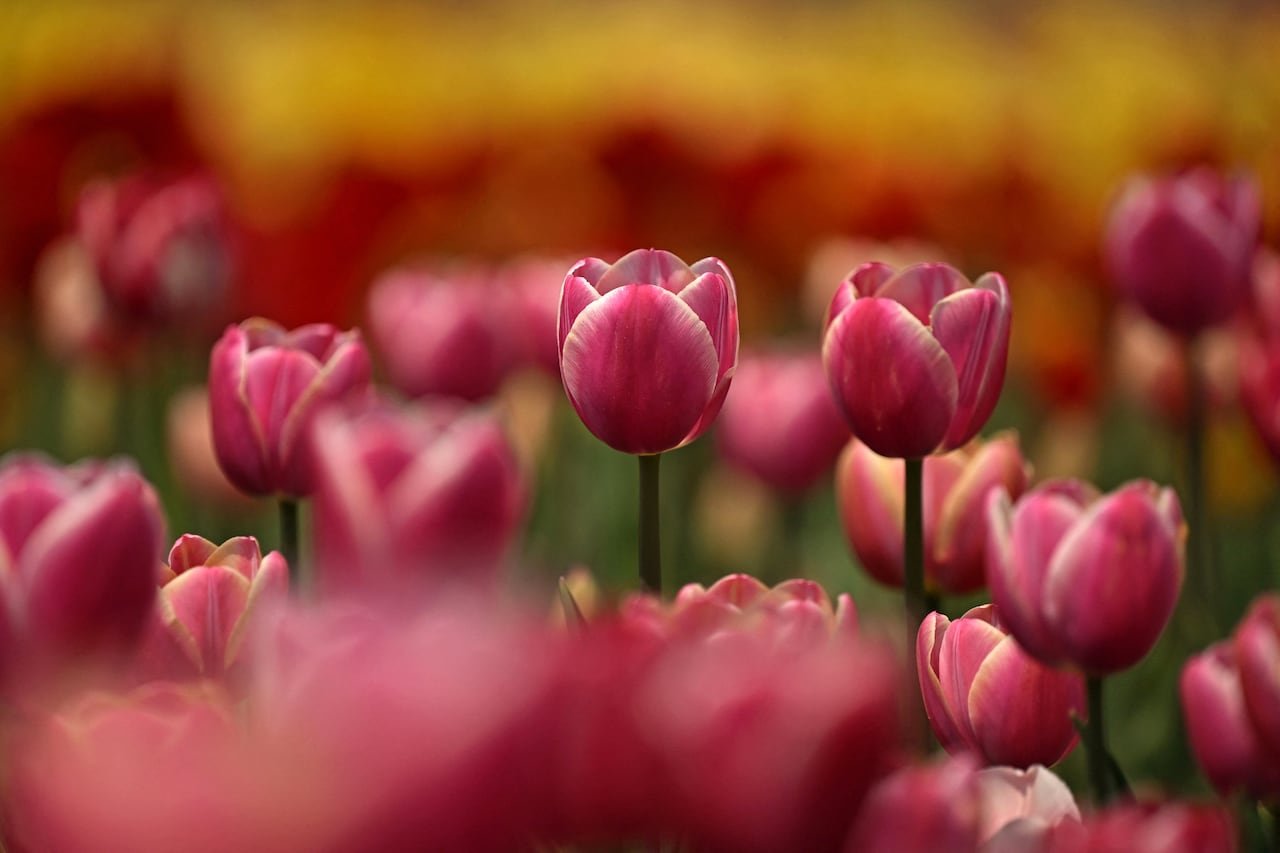 default-501 Pink tulip flowers grow in a field.