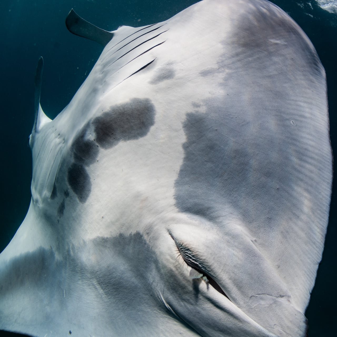 A small fish tail protruding from the underside of a manta ray